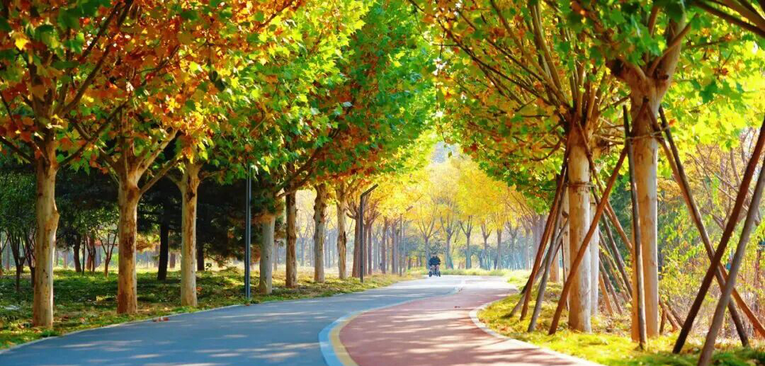 惊艳！身边的北京秋景“天花板”来了！