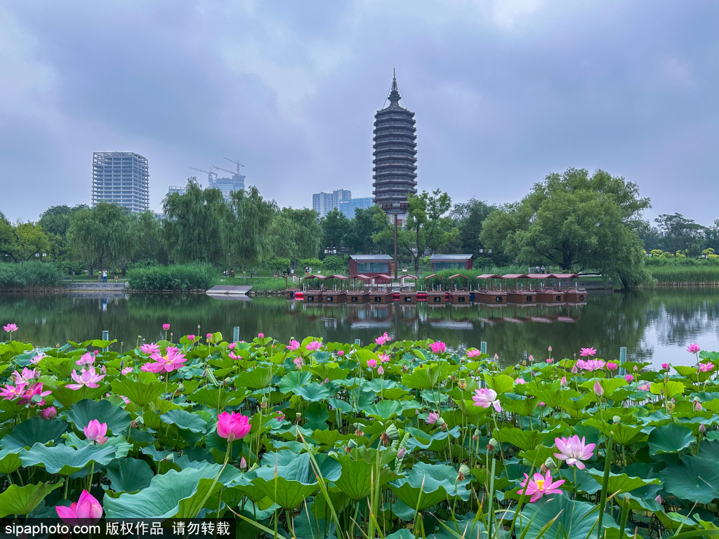 北京通州西海子公园：赏湖光塔影 看荷花竞艳