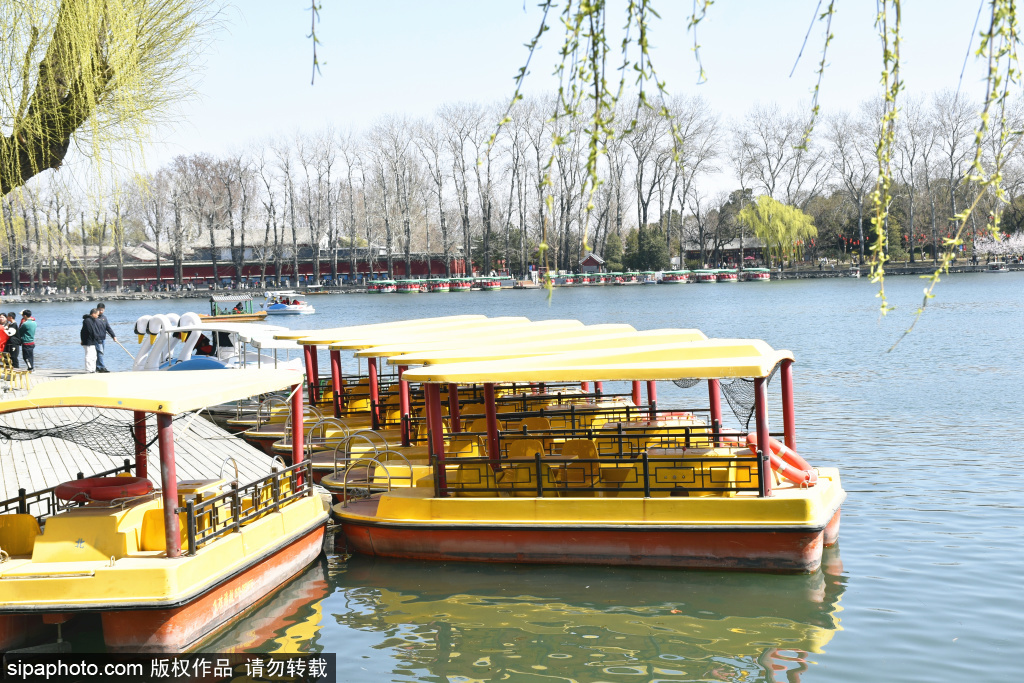 白塔映波泛舟忙，北海公园“春和景明”醉游人