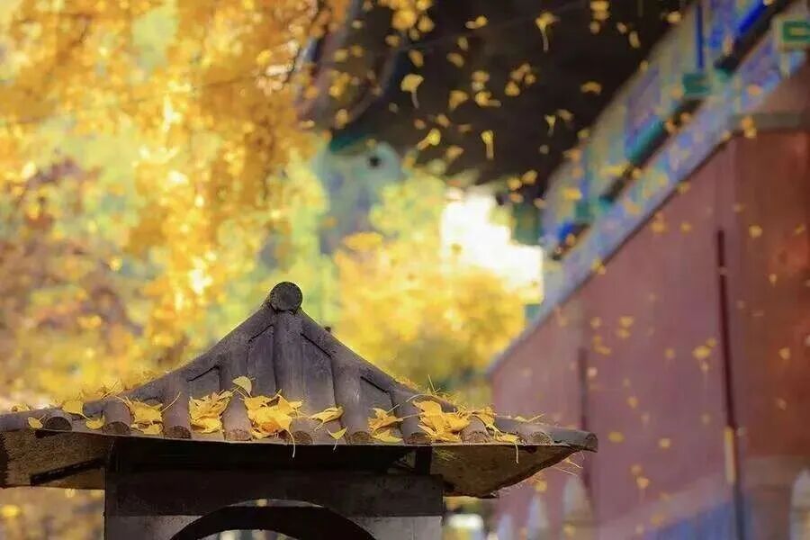 El Buró Municipal de Cultura y Turismo de Beijing y Xiaohongshu han lanzado conjuntamente cuatro rutas temáticas de "Estética del Paseo de Otoño" en Beijing