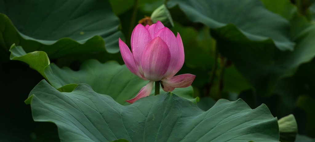 The lotus viewing season arrives again