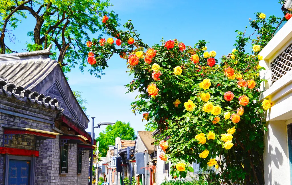 Les hutongs de Beijing au début de l’été sont d’une beauté saisissante~