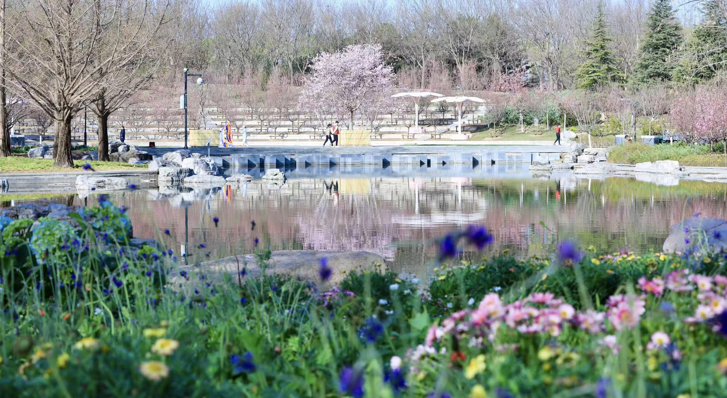 北京朝阳打造首条“樱花河流” 北小河全域近6000株樱花次第绽放