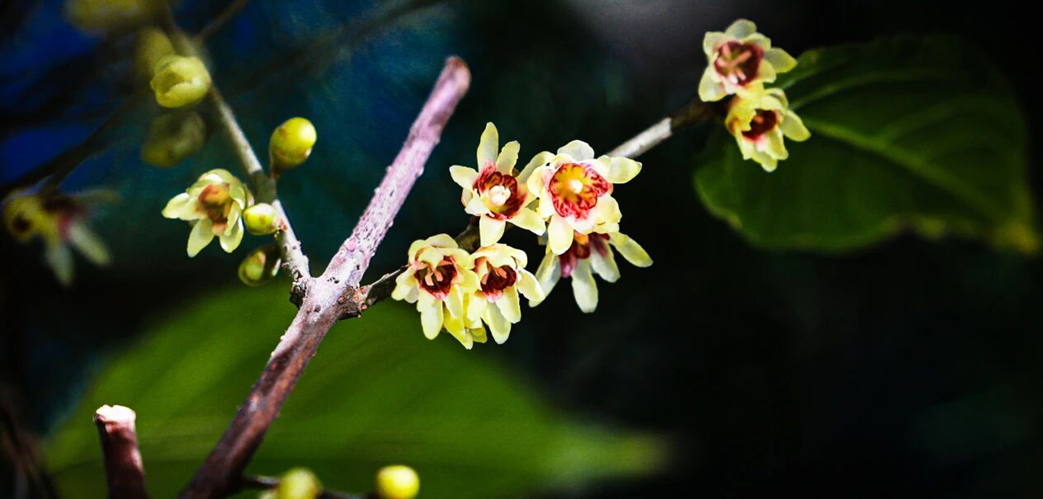 太惊喜！北京第一波蜡梅开啦！就在——
