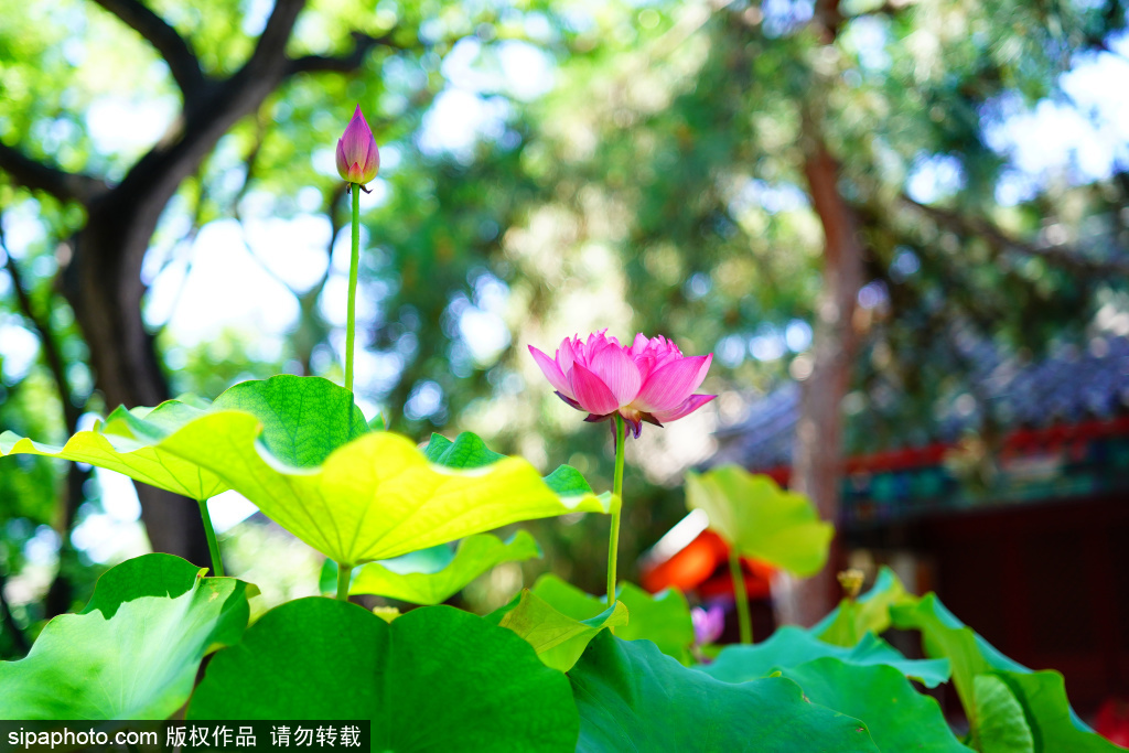 法源寺荷风送香禅意悠远