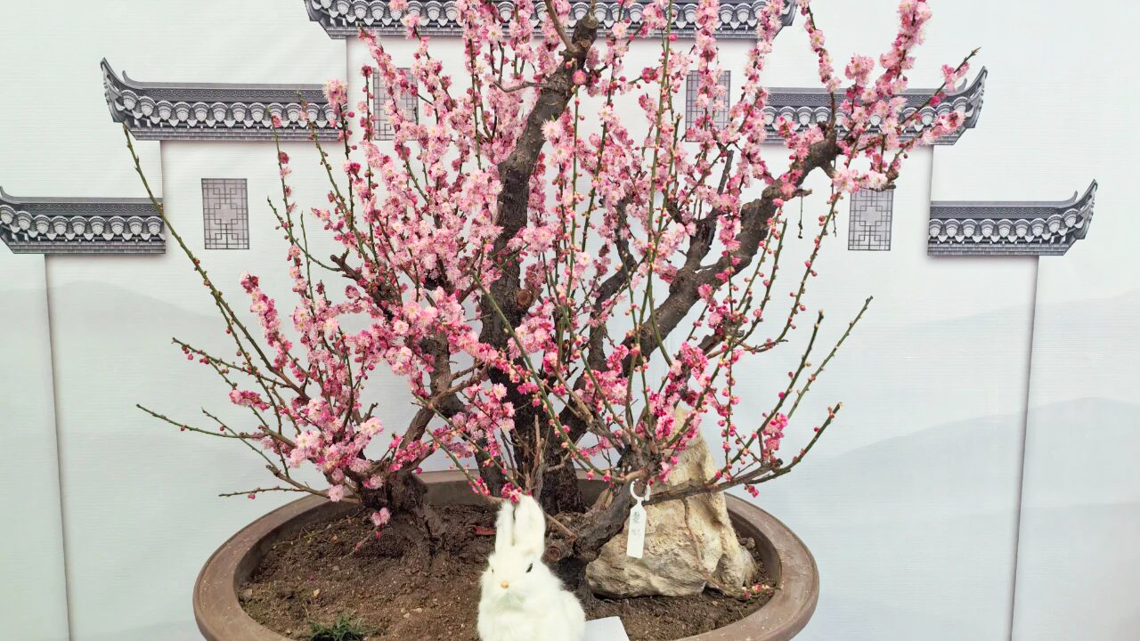 梅花开了！去北京这里感受春意盎然｜周末京郊微度假