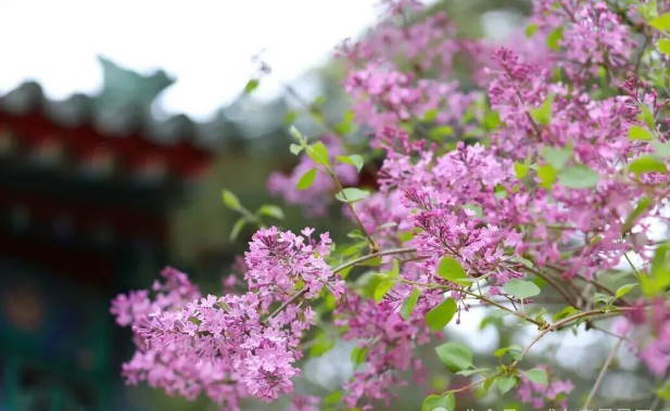 戒台寺丁香旅游文化季