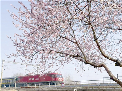 “列车穿花海” 解锁春日限定浪漫