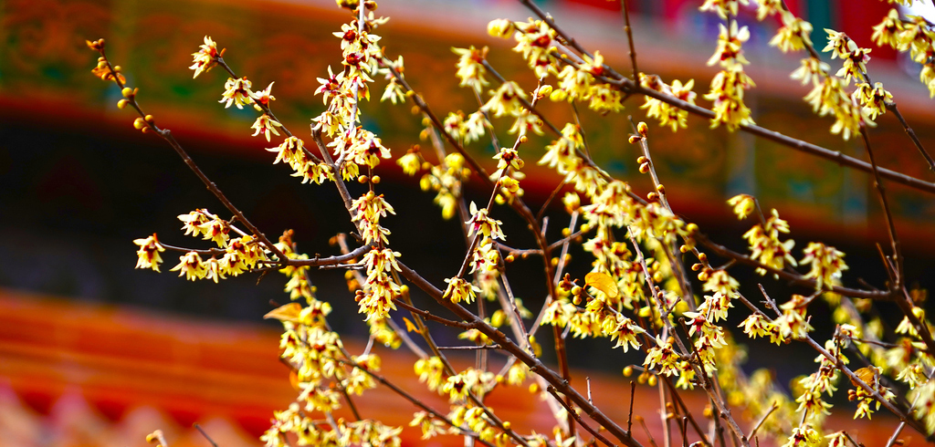 美不胜收！北京“迎春第一花”盛放