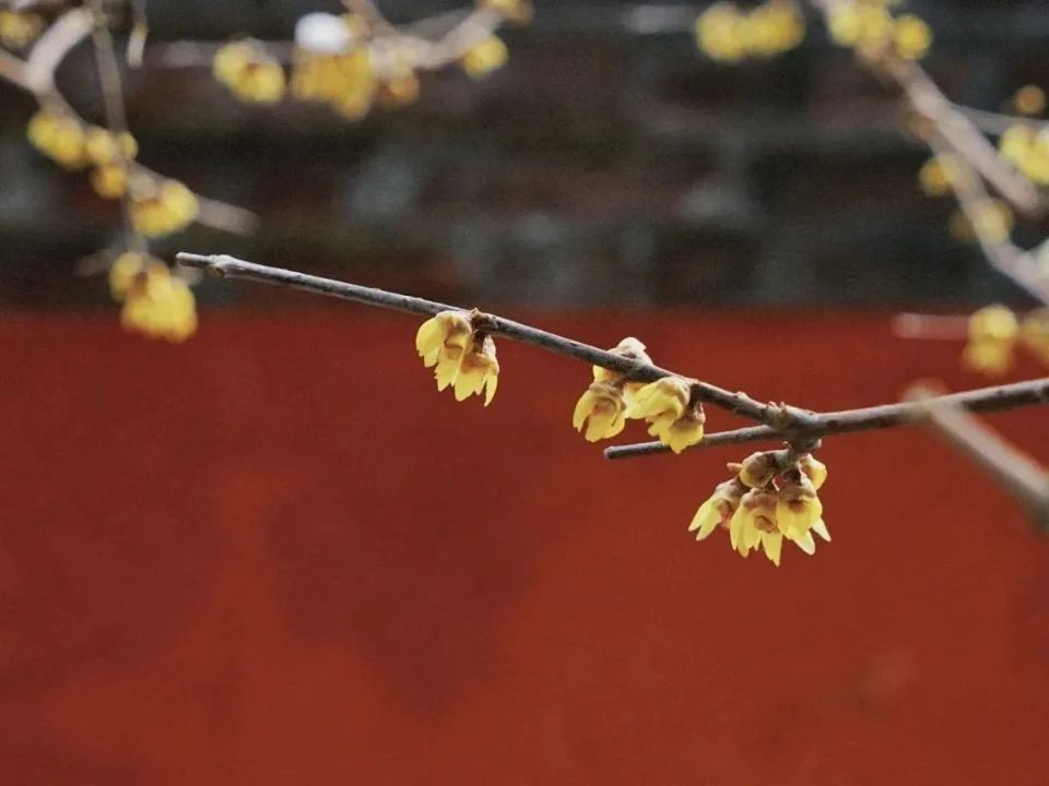 臥仏寺の蝋梅が見頃に入る