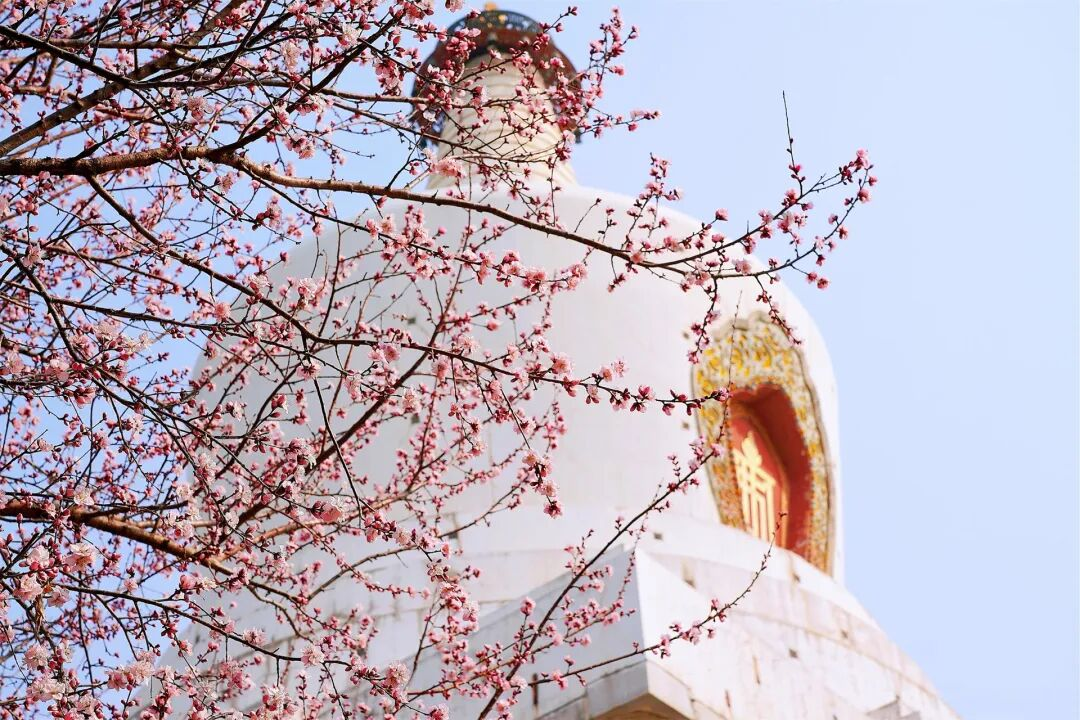 Скорее приходите любоваться весенними цветами! Гид по 6 маршрутам для спокойного отдыха в парках Пекина