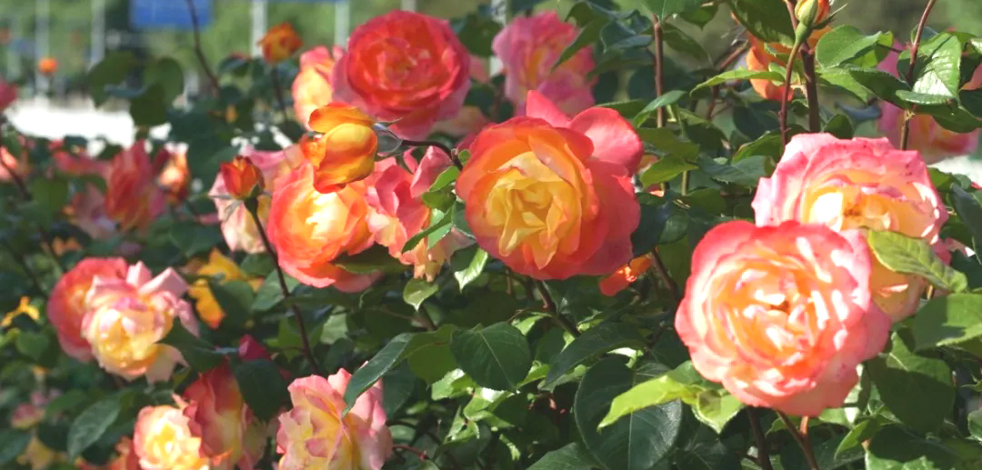 满城“花海”！限时绝美！北京市花进入最佳观赏期
