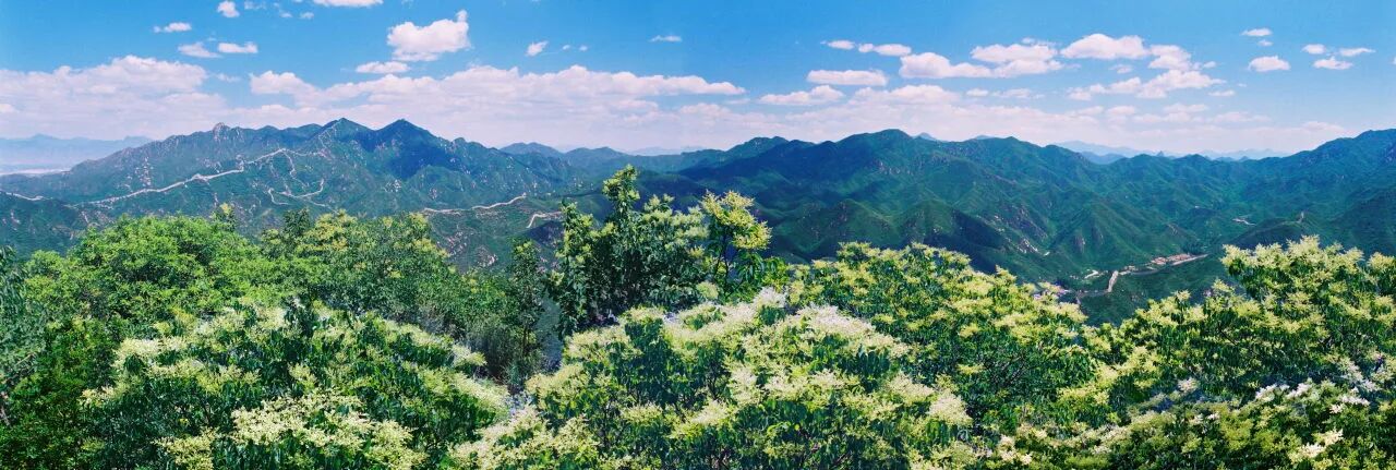 10万余株！6月邂逅长城脚下“香雪海”！北京新晋赏花“天花板”都在这儿了——