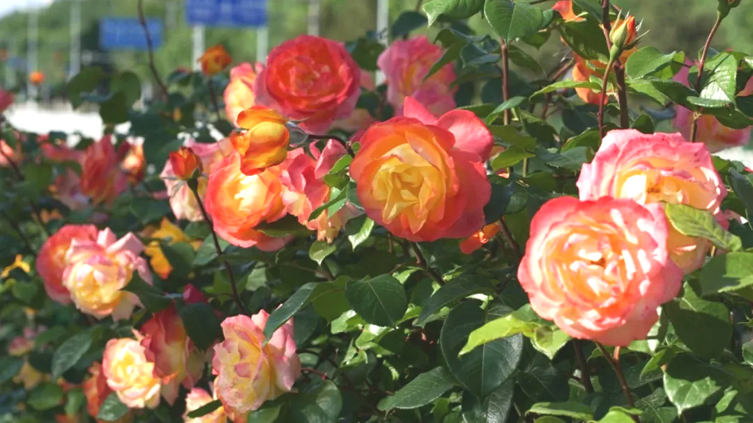 满城“花海”！限时绝美！北京市花进入最佳观赏期