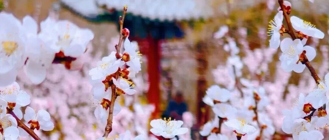 限时绝美！北京杏花观赏地汇总来了！最大杏花林就在——