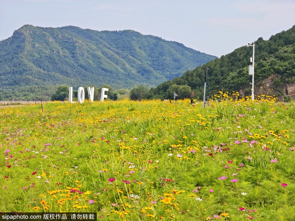 七孔桥花海百花盛放宛若天然画卷