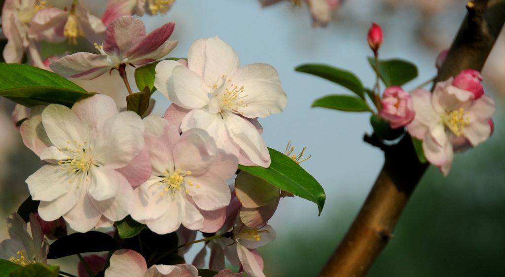A March flower viewing guide in Beijing
