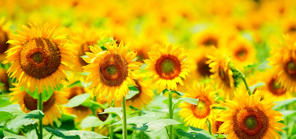 Beijing's colorful flower seas awaken the summer